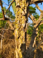 Erythroxylum deciduum