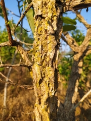 Erythroxylum deciduum