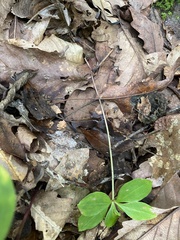 Isotria verticillata