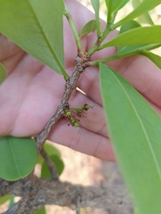 Erythroxylum deciduum