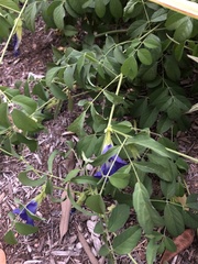 Clitoria ternatea