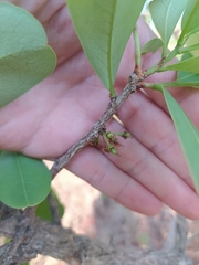 Erythroxylum deciduum