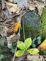 Isotria verticillata