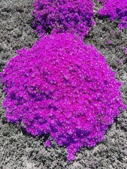 Drosanthemum