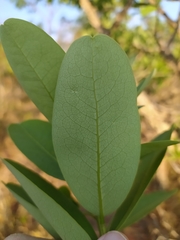 Erythroxylum deciduum