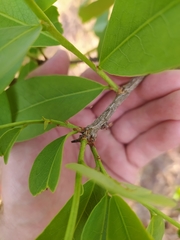 Erythroxylum deciduum