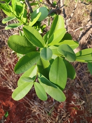 Erythroxylum deciduum