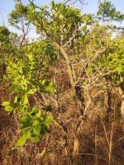 Erythroxylum deciduum