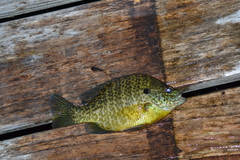 Lepomis gibbosus × macrochirus