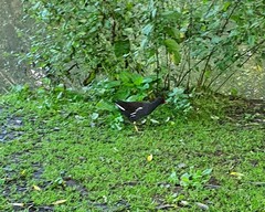 Gallinula chloropus
