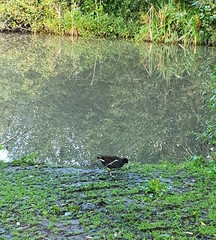 Gallinula chloropus