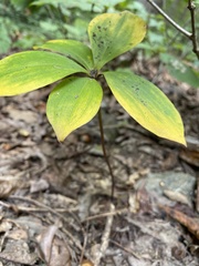 Isotria verticillata