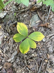 Isotria verticillata