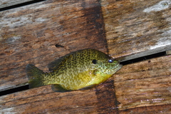 Lepomis gibbosus × macrochirus