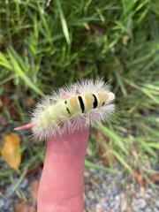 Calliteara pudibunda