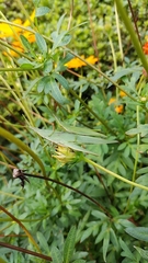 Atractomorpha lata