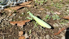 Hierodula patellifera patellifera
