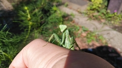 Hierodula patellifera patellifera
