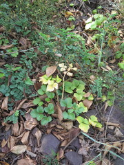 Ligusticum scothicum hultenii