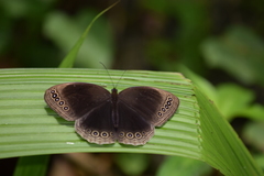 Ethope himachala