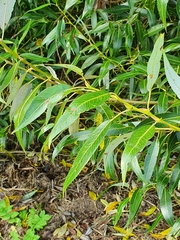 Salix × fragilis