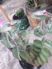 Tradescantia sillamontana