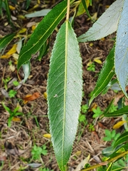 Salix × fragilis