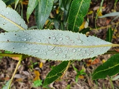 Salix × fragilis