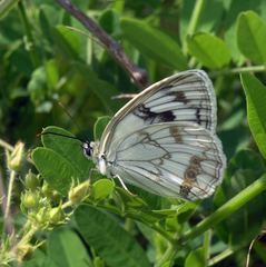 Melanargia halimede