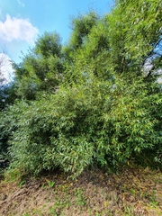 Salix × fragilis