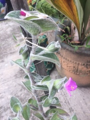 Tradescantia sillamontana