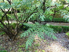 Berberis napaulensis