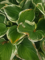 Hosta plantaginea