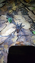 Acentropelma