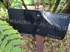 Berberis napaulensis