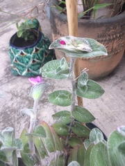 Tradescantia sillamontana