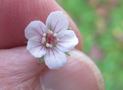 Geranium sibiricum