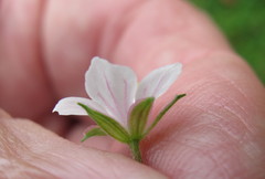 Geranium sibiricum