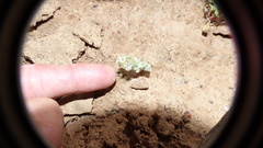 Gnaphalium declinatum