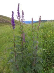 Delphinium retropilosum