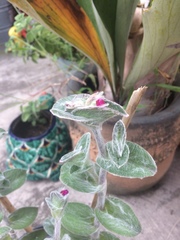 Tradescantia sillamontana