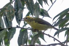 Anthreptes malacensis