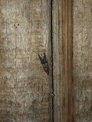 Moodna pallidostrinella