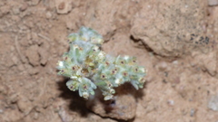 Gnaphalium declinatum