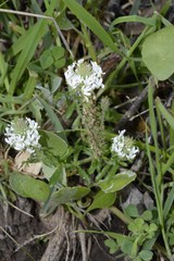 Dischisma ciliatum erinoides