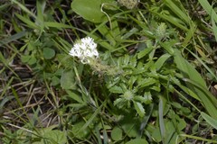 Dischisma ciliatum erinoides