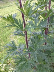Delphinium retropilosum