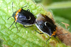 Cosmopepla conspicillaris