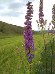 Delphinium retropilosum