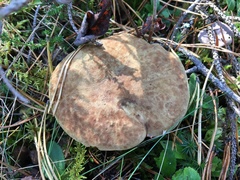 Xerocomus ferrugineus